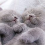 貓睡多少才足夠？