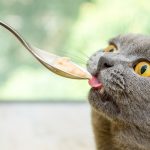 貓嚐不到甜滋味，但能嚐苦？
