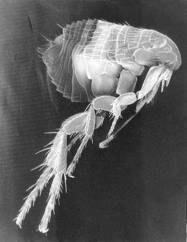 scanning_electron_micrograph_of_a_flea